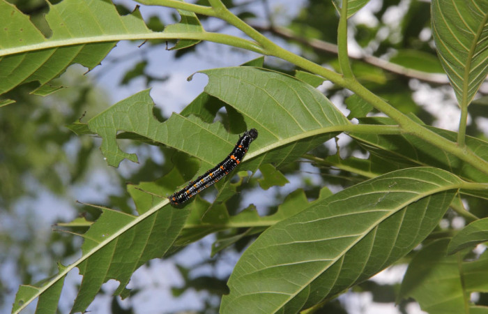 Fig.9. Larva de <i>Gonodonta pyrgo</i>, en penúltimo estadio de 27 mm de longitud. Voucher :  15-SRNP-10218-DHJ805022.jpg.