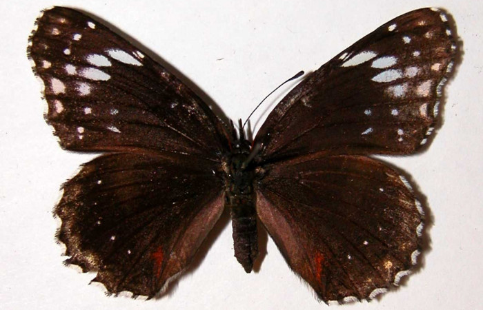 Fig. 16. Vista dorsal de hembra de <i>Chlosyne lacinia</i> (Nymphalidae). Voucher: 00-SRNP-6079-DHJ38704.jpg