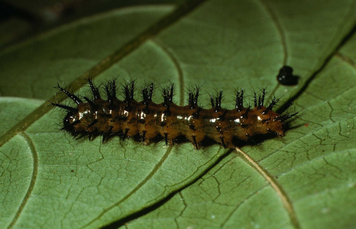 Fig.4. Vista lateral de la larva de <i>Chlosyne gaudialis</i> (Nymphalidae). Voucher:02-SRNP-2041-DHJ64678.jpg