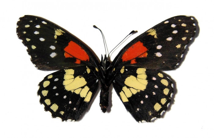 Fig. 19. Vista ventral de hembra de <i>Chlosyne gaudialis</i> (Nymphalidae). Voucher: 03-SRNP-38694-DHJ98953.jpg