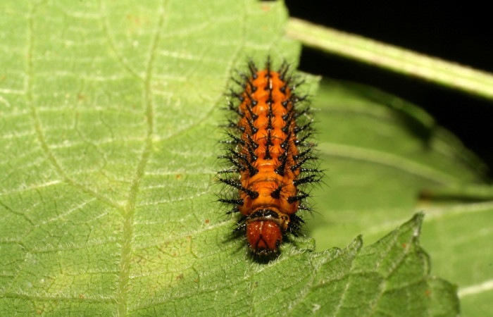 Fig.2. Vista lateral de la larva de <i>Chlosyne</i> laciniaDHJ01 (Nymphalidae). Voucher: 07-SRNP-55169-DHJ419066.jpg