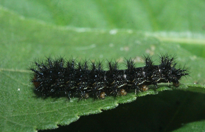 Fig. 1. Vista lateral de la larva de <i>Chlosyne lacinia</i> (Nymphalidae). Voucher: 16-SRNP-71864-DHJ733431.jpg