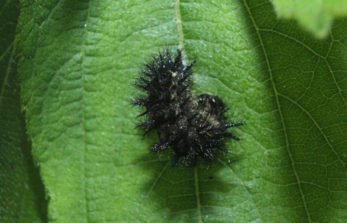 Fig.6. Vista dorsal de la prepupa de <i>Chlosyne lacinia</i> (Nymphalidae). Voucher: 16-SRNP-71864-DHJ733437.jpeg