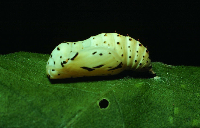 Fig. 8. Vista lateral de la pupa de <i>Chlosyne lacinia</i> (Nymphalidae). Voucher: 83-SRNP-1404-DHJ6756.jpeg