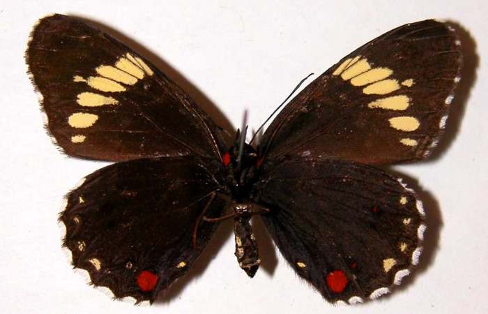 Fig. 23. Vista ventral de <i>Chlosyne melanarge</i> (Nymphalidae). Voucher: 94-SRNP-7529-DHJ38688.jpg