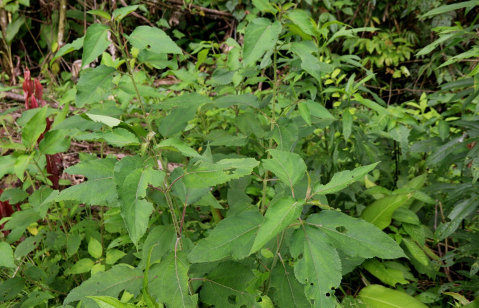 Fig. 24. Planta hospedera de <i>Chlosyne lacinia</i> (Nymphalidae). <i>Clibadium surinamense</i> (Asteraceae). Foto tomada por el parataxónomo Minor Carmana. Estación Biológica Wege. Agosto 2022.