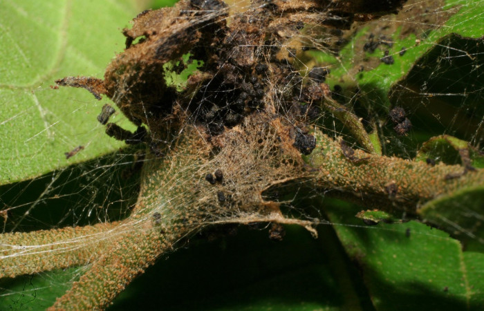 Figura 2. Habitat de <i>Paridnea holophaealis</i> (Pyralidae), localidad Conguera, Sector Rincón Rain Forest ACG (420m). Voucher: 06-SRNP-43753-DHJ417329.jpg.