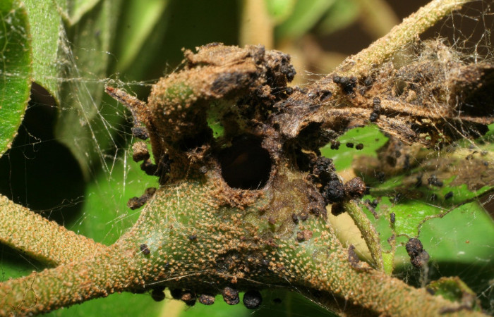 Figura 3. Habitat de <i>Paridnea holophaealis</i> (Pyralidae), localidad Conguera, Sector Rincón Rain Forest ACG (420m). Voucher: 06-SRNP-43753-DHJ417331.jpg.
