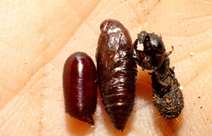 Figura 10. Restos de pupario de parásito <i>Hyphantrophaga adrianguadamuzi</i> (Tachinidae), que ataca <i>Paridnea holophaealis</i> (Pyralidae), localidad Camino Borrachos, Sector Santa Rosa ACG (295m). Voucher: 09-SRNP-14043-DHJ469823.jpg.