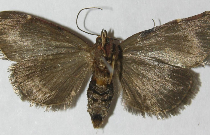 Figura 13. Adulto de <i>Paridnea</i> holophaealisDHJ01 (Pyralidae), vista ventral, localidad Quebrada García, Sector San Cristóbal ACG (495m). Voucher: 11-SRNP-2386-DHJ550023.jpg.