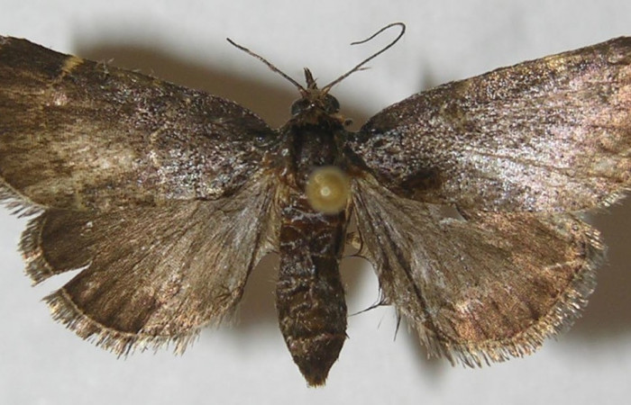 Figura 16. Adulto de <i>Paridnea</i> holophaealisDHJ03 (Pyralidae), vista dorsal, localidad Quebrada García, Sector San Cristóbal ACG (495m). Voucher: 11-SRNP-2387-DHJ550016.jpg.