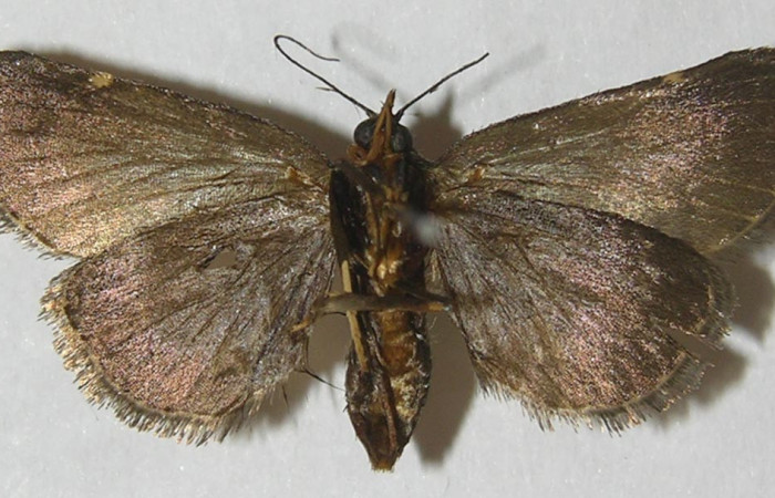 Figura 17. Adulto de <i>Paridnea</i> holophaealisDHJ03 (Pyralidae), vista ventral, localidad Quebrada García, Sector San Cristóbal ACG (495m). Voucher: 11-SRNP-2387-DHJ550017.jpg.