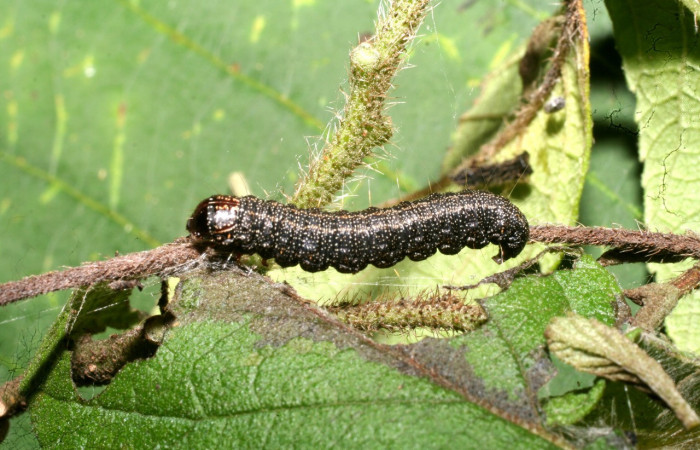 Figura 20. Larva <i>Paridnea</i> holophaealisDHJ06 (Pyralidae), último estadío (U) vista lateral, localidad Vado Agria, Sector Mundo Nuevo ACG (560m). Voucher: 11-SRNP-56388-DHJ497352.jpg.