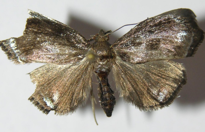 Figura 18. Adulto de <i>Paridnea</i> holophaealisDHJ05 (Pyralidae), vista dorsal, localidad Vado Miramonte, Sector Mundo Nuevo ACG (305m). Voucher: 12-SRNP-56200-DHJ573126.jpg.