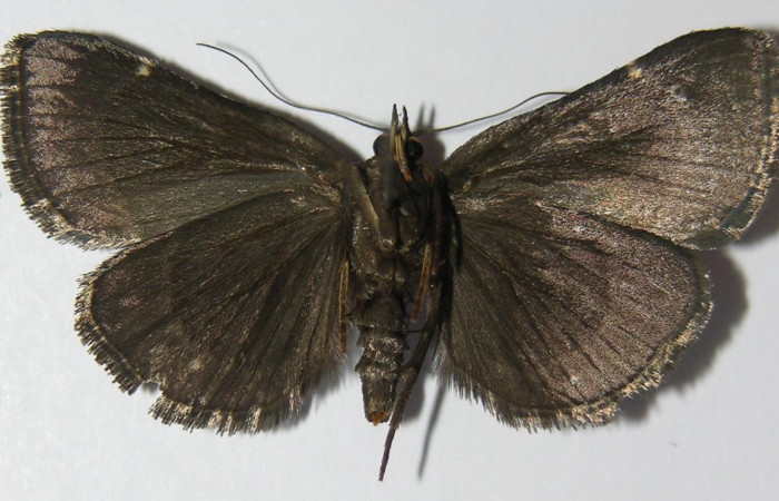 Figura 23. Adulto de <i>Paridnea</i> holophaealisDHJ06 (Pyralidae), vista ventral, localidad Area Administrativa, Sector Santa Rosa ACG (295m). Voucher: 13-SRNP-10291-DHJ571875.jpg.
