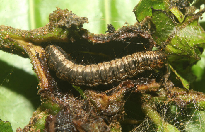 Figura 5. Larva <i>Paridnea holophaealis</i> (Pyralidae), último estadío (U) vista lateral, localidad Medrano Estación Biológica Quica, Sector Pitilla ACG (380m). Voucher: 22-SRNP-70810-DHJ781136.jpg.