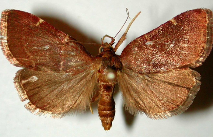 Figura 14. Adulto de <i>Paridnea</i> holophaealisDHJ02 (Pyralidae), vista dorsal, localidad Portón Rosa María, Sector Santa Rosa ACG (270m). Voucher: 80-SRNP-102-DHJ33616.jpg.