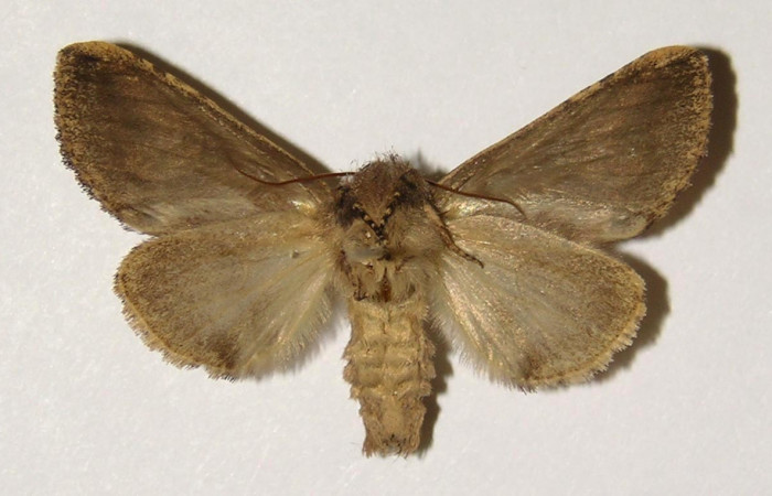 Figura 11. Adulto de <i>Rifargia</i> geldubaDHJ02 (Notodontidae),  hembravista ventral, localidad Quebrada Raiz Sector Del Oro (280m). Voucher: 02-SRNP-29432-DHJ300431.jpg.