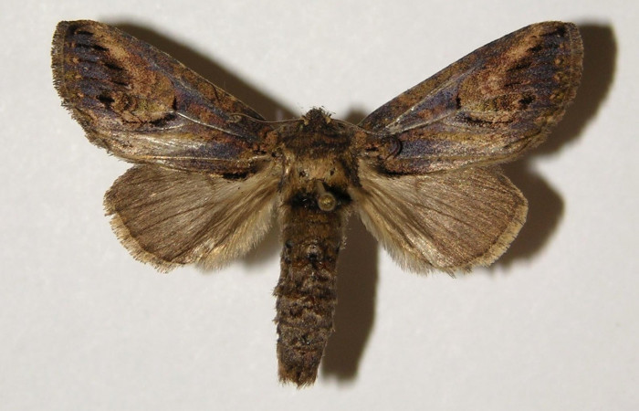 Figura 8. Adulto <i>Rifargia</i> geldubaDHJ02 (Notodontidae), (macho) vista dorsal, localidad Quebrada Raiz Sector Del Oro (280m) (ACG). Voucher: 03-SRNP-29611-DHJ300340.jpg.