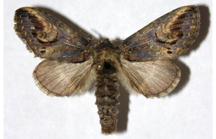 Figura 15. Adulto de <i>Rifargia</i> ]geldubaDHJ01
 (Notodontidae), macho vista dorsal, localidad Puente Palma, Sector Santa Cristobal (ACG) (460m). Voucher: 05-SRNP-4884-DHJ322288.jpg.