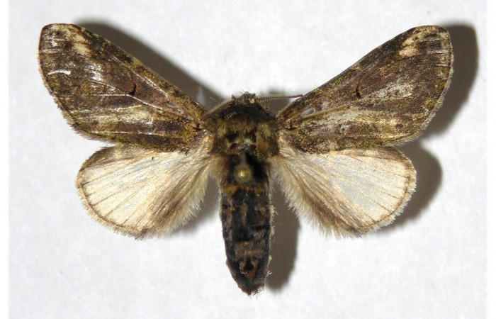 Figura 16. Adulto de <i>Rifargia</i> geldubaDHJ01
 (Notodontidae), hembra vista dorsal, localidad Puente Palma, Sector Santa Cristobal (ACG) (460m). Voucher: 05-SRNP-4953-DHJ322292.jpg.