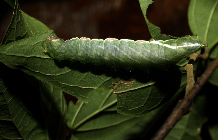 Figura 17. Larva <i>Rifargia mortis</i> en
 (Notodontidae) , en último estadío (U), vista lateral, localidad Cerco Piedra Sector Santa Rosa (ACG) (285m). Voucher: 10-SRNP-13974-DHJ476648.jpg.
