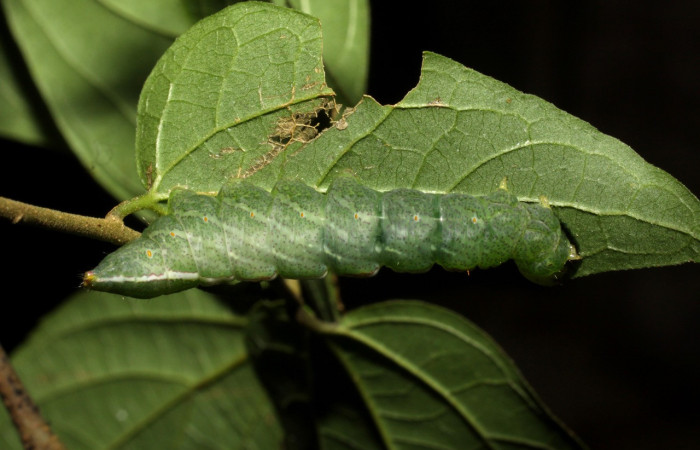 Figura 18. Larva <i>Rifargia mortis</i> (Notodontidae), en último estadío (U), vista dorsal, localidad Cerco Piedra Sector Santa Rosa (ACG) (285m). Voucher:02-SRNP-11150-DHJ67853.jpg.