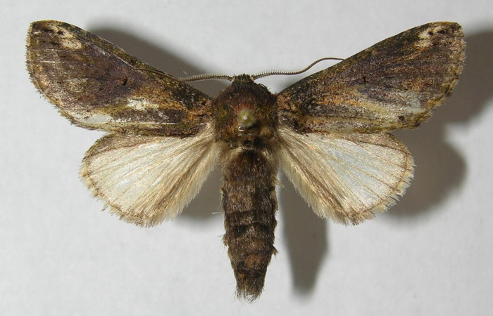 Figura 1. Adulto <i>Rifargia</i> geldubaDHJ02 (Notodontidae), (macho) vista dorsal, localidad Medrano Sector Pitilla (380m) (ACG). Voucher: 12-SRNP-71667-DHJ566468.jpg.