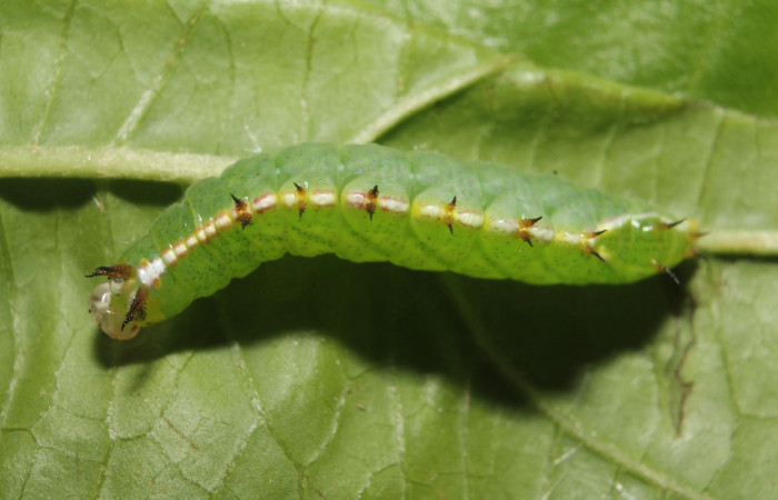 Figura 14. Larva <i>Rifargia</i> geldubaDHJ01
 (Notodontidae), en último estadío (PU), vista dorsal, localidad Palomo, Sector Rincon Rain Forest (ACG) (96m). Voucher: 13-SRNP-68596-DHJ718100.jpg.
