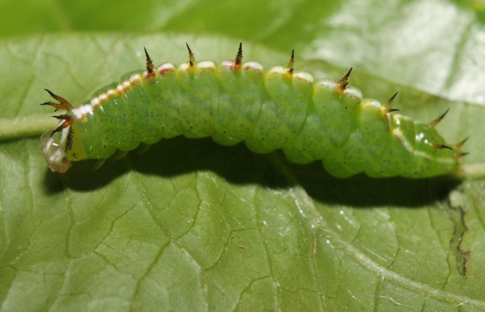 Figura 13. Larva<i> Rifargia</i> geldubaDHJ01
 (Notodontidae), en último estadío (PU), vista lateral, localidad Palomo, Sector Rincon Rain Forest (ACG) (96m). Voucher: 13-SRNP-68596-DHJ718101.jpg.