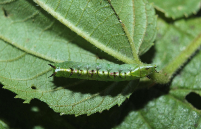 Figura 3. Larva <i>Rifargia</i> geldubaDHJ02 (Notodontidae), en tercer estadío (PPU) vista dorsal, localidad Medrano Sector Pitilla (ACG) (380m). Voucher: 14-SRNP-71710-DHJ726052.jpg.
