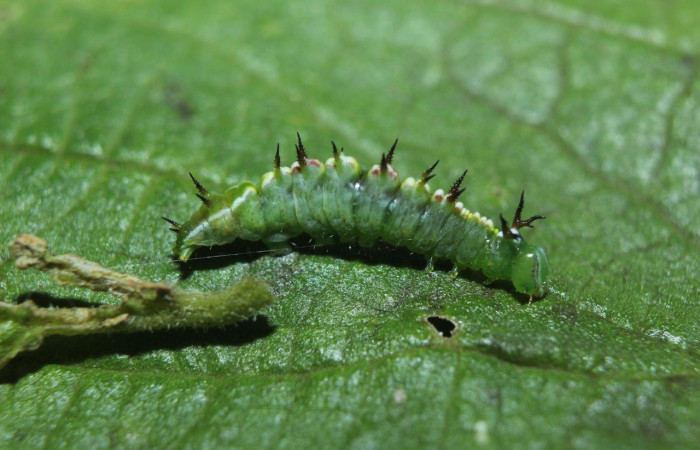 Figura 2. Larva<i> Rifargia</i> geldubaDHJ02 (Notodontidae), en tercer estadío (PPU) vista lateral, localidad Medrano Sector Pitilla (ACG) (380m). Voucher: 14-SRNP-71710-DHJ726055.jpg.