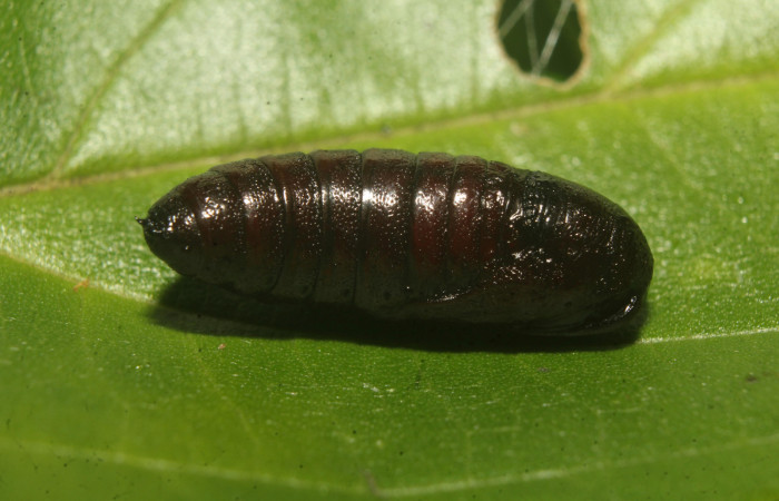 Figura 7. Pupa de <i>Rifargia</i> geldubaDHJ02 (Notodontidae), vista lateral, localidad Molina, Sector Pitilla ACG (465m). Voucher: 22-SRNP-70659-DHJ781037 .jpg.