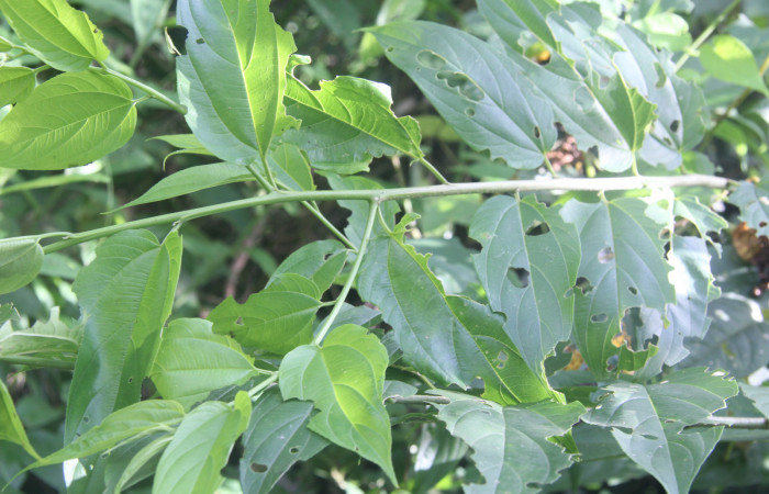 Figura 21. Planta hospedera de <i>Rifargia</i> geldubaDHJ02 (Notodontidae), esta planta se llama <i>Luehea seemanni</i>i (Malvaceae), localidad Medrano Estación Quica Sector Pitilla ACG (380m). Foto parataxónomo; Ricardo Calero, 18 Agosto 2022.