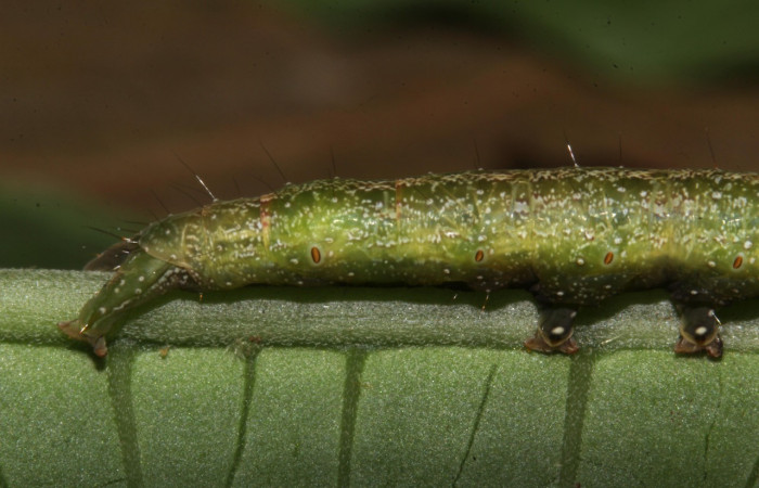 Figura 10. Larva <i>Epitausa atriplaga</i> (Erebidae), color verde, posición lateral trasera, mide 41 mm aproximadamente. Planta hospedera <i>Rhynchosia erythrinoides</i>. (Fabaceae). Voucher: 18-SRNP-31519-DHJ746437.jpg.