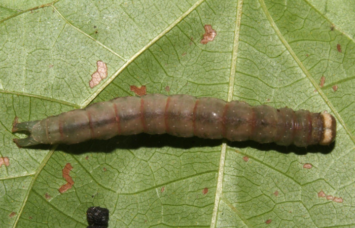 Figura 14. Prepupa <i>Epitausa atriplaga</i> (Erebidae), color café, posición dorsal, mide 31 mm aproximadamente. Planta hospedera <i>Rhynchosia erythrinoides</i>. (Fabaceae). Voucher: 17-SRNP-31521-DHJ739243.jpg.