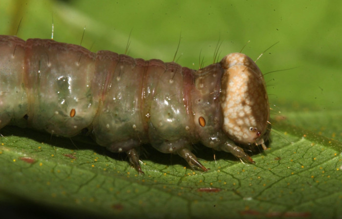 Figura 14. Prepupa <i>Epitausa atriplaga</i> (Erebidae), color café, posición dorsal, mide 31 mm aproximadamente. Planta hospedera <i>Rhynchosia erythrinoides</i>. (Fabaceae). Voucher: 17-SRNP-31521-DHJ739243.jpg.