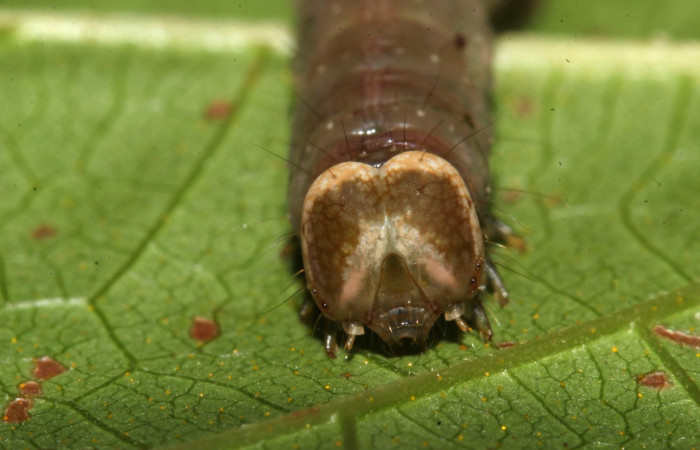 Figura 16. Prepupa <i>Epitausa atriplaga</i> (Erebidae), color café, posición frontal, mide 31 mm aproximadamente. Planta hospedera <i>Rhynchosia erythrinoides</i>. (Fabaceae). Voucher: 17-SRNP-31521-DHJ739242.jpg.