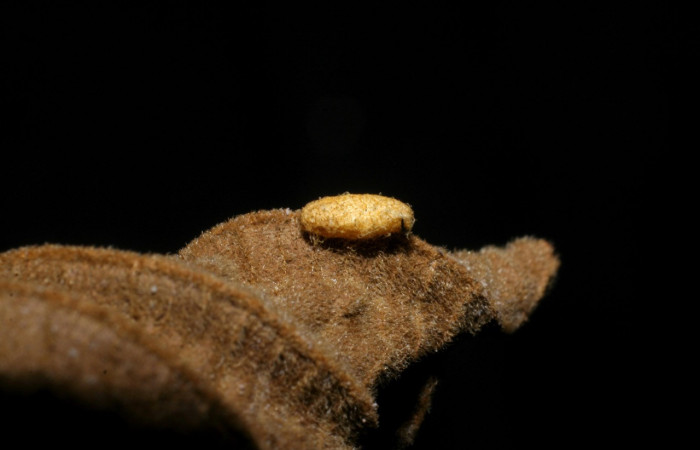 Figura 17. Capullo de parásito <i>Glyptapanteles</i>Whitfield108 (Braconidae), color crema, posición lateral, larva <i>Epitausa dilina</i>. (Erebidae). Voucher: 07-SRNP-34345-DHJ448676.jpg.