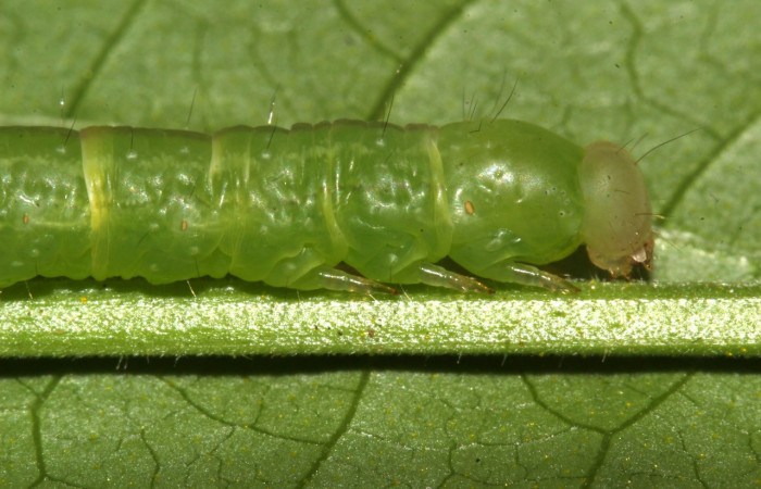 Figura 2. Larva <i>Epitausa atriplaga</i> (Erebidae), color verde claro, posición lateral cabeza, mide 28 mm aproximadamente. Planta hospedera <i>Rhynchosia erythrinoides</i>, (Fabaceae). Voucher: 17-SRNP-31521-DHJ739230.jpg.