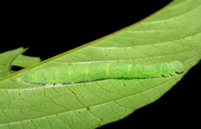 Figura 23. Larva <i>Epitausa dilina</i>DHJ01 (Erebidae), color verde, posición lateral, mide 40 mm aproximadamente. Planta hospedera <i>Inga mortoniana</i>. (Fabaceae). Voucher: 08-SRNP-40007-DHJ441672.jpg.