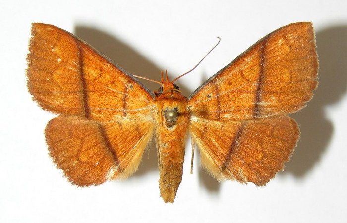 Figura 26. Adulto <i>Epitausa dilina</i>DHJ01 (Erebidae) posición dorsal, mide 35mm. Voucher: 06-SRNP-41221-DHJ344826.