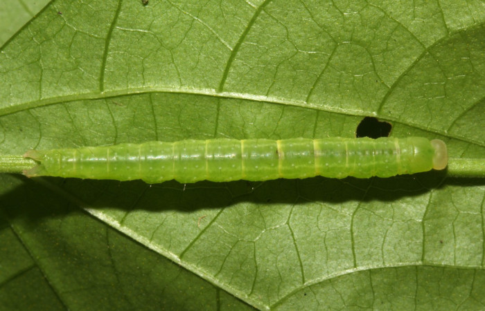 Figura 3. Larva <i>Epitausa atriplaga</i> (Erebidae), color verde claro, posición dorsal, mide 28 mm aproximadamente. Planta hospedera <i>Rhynchosia erythrinoides</i>, (Fabaceae). Voucher: 17-SRNP-31521-DHJ739228.jpg.