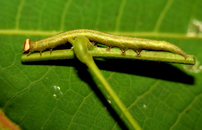 Figura 4. Larva <i>Epitausa atriplaga</i> (Erebidae), color verde amarillento, posición lateral, mide 41 mm aproximadamente. Planta hospedera <i>Rhynchosia erythrinoides</i>, (Fabaceae). Voucher: 12-SRNP-30567-DHJ485397.jpg.