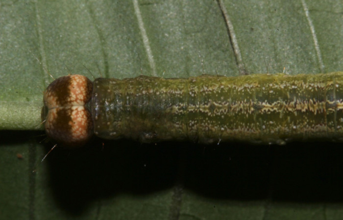 Figura 9. Larva <i>Epitausa atriplaga</i> (Erebidae), color verde, posición cabeza dorsal, mide 45 mm aproximadamente. Planta hospedera <i>Rhynchosia erythrinoides</i>. (Fabaceae). Voucher: 18-SRNP-31519-DHJ746433.jpg.
