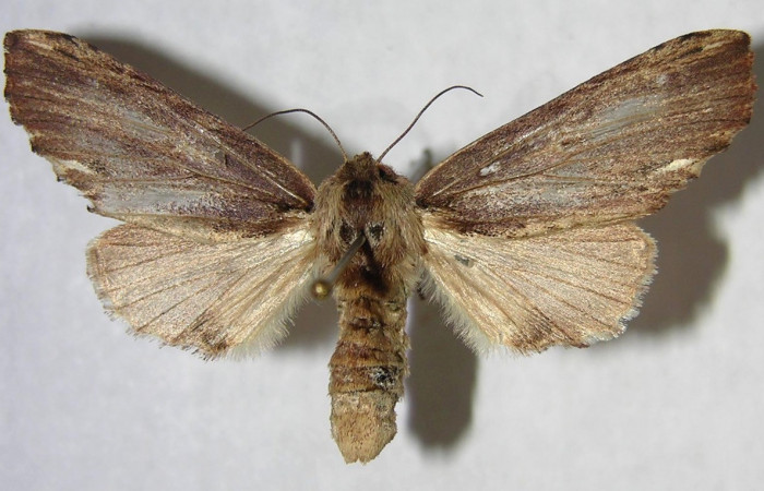 Fig. 22. Hembra de <i>Ianassa</i> druceiDHJ04 (Notodontidad), con colores más pronunciados que los machos, antenas filiformes y un abdomen mucho más abultado. Voucher: 04-SRPN-61001-DHJ361900.