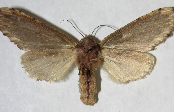 Fig. 23. Hembra de <i>Ianassa</i> druceiDHJ04 (Notodontidad), vista ventral con colores más opacos que en su dorso. Voucher: 04-SRPN-61001-DHJ361901.