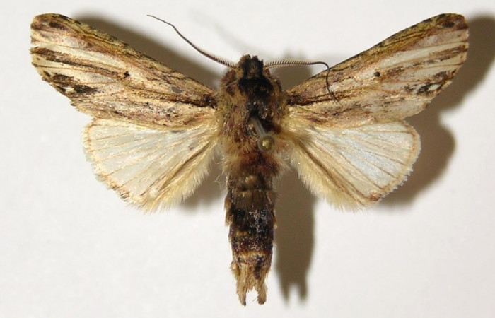 Fig. 3. Macho de <i>Ianassa</i> moribundaDHJ02 (Notodontidad), con antenas plumosas para percibir aromas de su entorno. Voucher: 04-SRPN-524-DHJ300620.