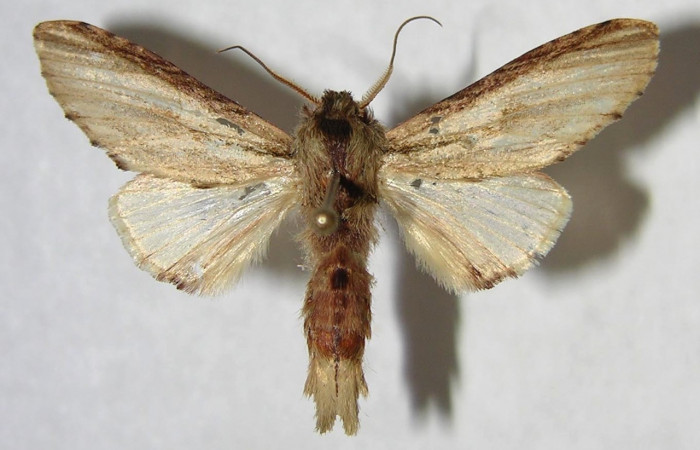 Fig. 20. Macho de <i>Ianassa</i> druceiDHJ04 (Notodontidad), con colores aptos para camuflarse en su hábitat, antenas plumosas para percibir aromas de su entorno. Voucher: 04-SRPN-61204-DHJ361912.