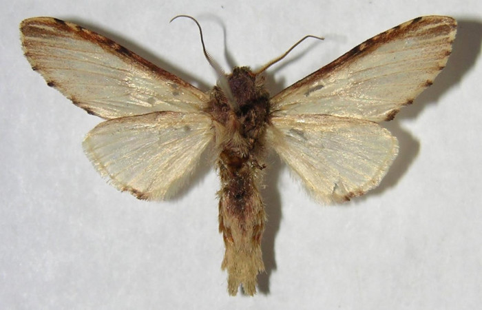 Fig. 21. Macho de <i>Ianassa</i> druceiDHJ04 (Notodontidad), vista ventral, abdomen delgado y antenas plumosas tipico de los machos. Voucher: 04-SRPN-61204-DHJ361913.